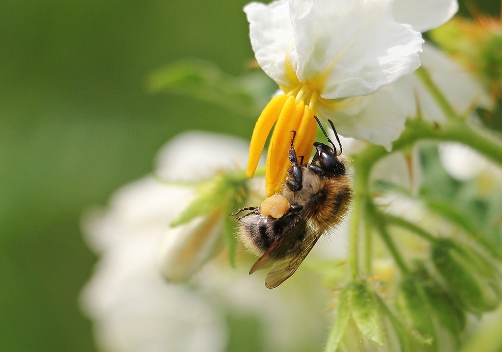 Créer un jardin écologique grâce à des astuces simples